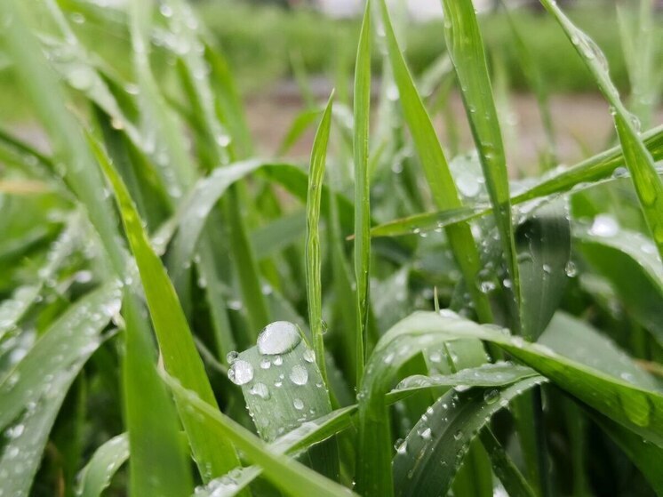 Во Владивостоке 3 июня ожидается дождливая погода