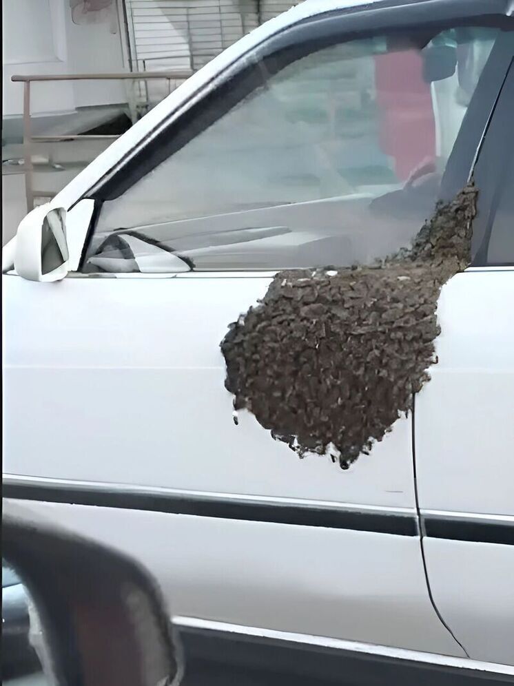 Um enxame de abelhas atacou um carro em Khabarovsk