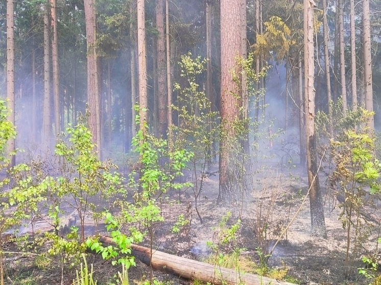 Лесной пожар вспыхнул под Перемышлем