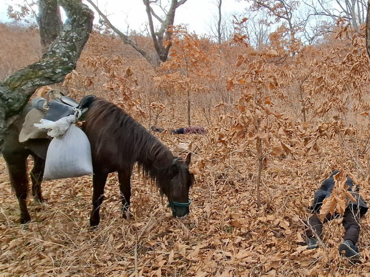 Браконьеры-всадники похитили два мешка трепангов у заповедника Приморья