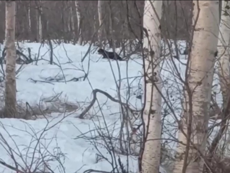 Любопытную норку сняли на видео в ямальском заказнике