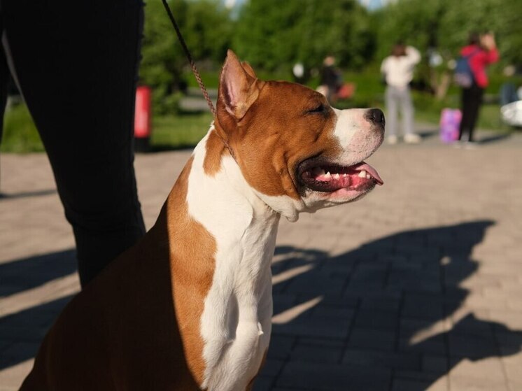 Волгоградец натравил свою собаку на соседа из-за замечания