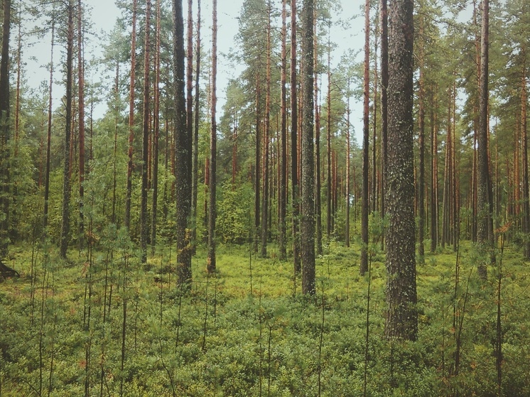 Калужанам рассказали о секретных камерах в лесу