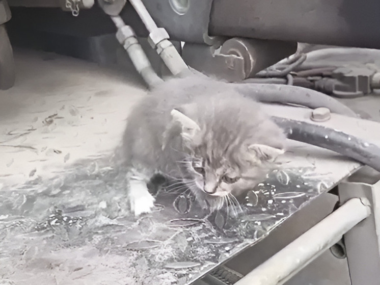 Пакет с котятами нашли липецкие рабочие в мусорном баке