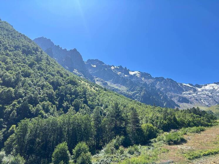 В Северной Осетии продолжает расти популяция зубров