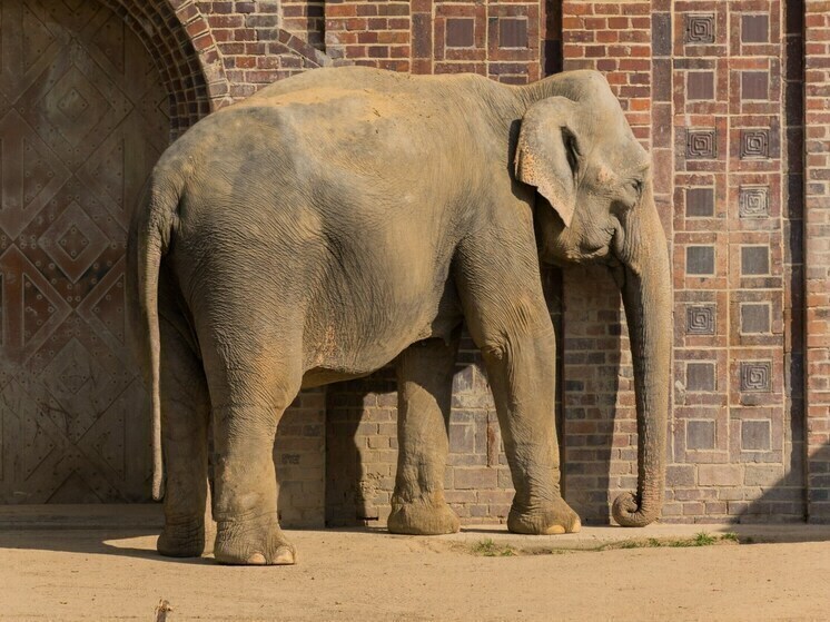В Таиланде слон по кличкe Плай Бианг Лек проник в магазин с бананами
