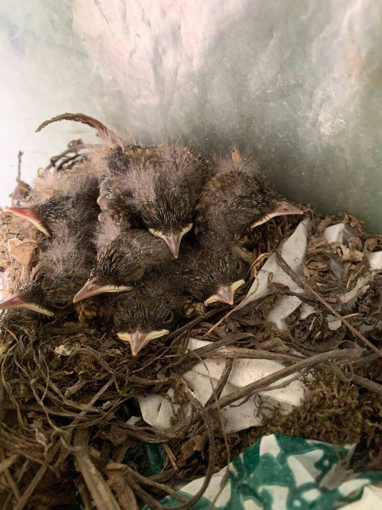 Семейство сибирской горихвостки обнаружил житель Благовещенска на своей даче