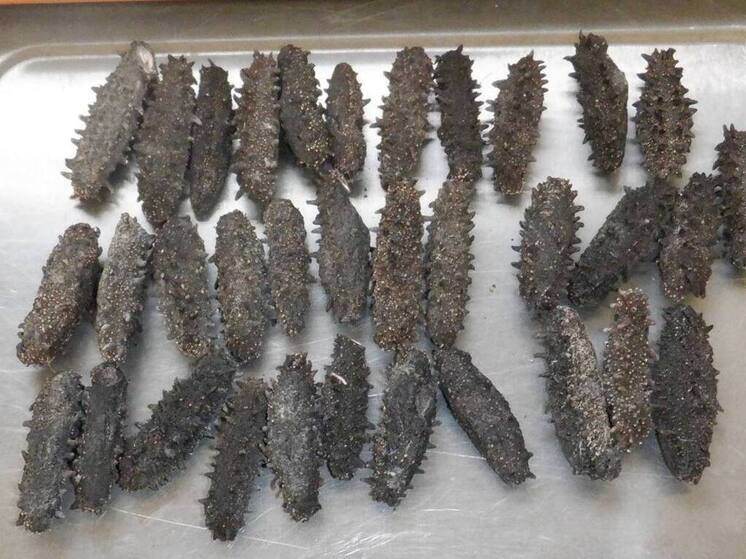 В Приморье туристы решили вывезти деликатес, спрятав его в неожиданное место