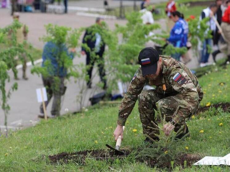 Аллею Защитникам Отечества высадили во дворе школы № 31 Иркутска