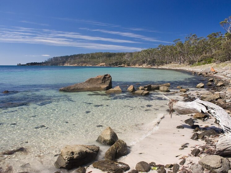 У побережья Тасмании обнаружили выброшенную на берег рыбу Судного дня