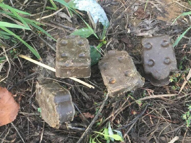 В июне в Серпухове проведут массовую вакцинацию диких хищников против бешенства