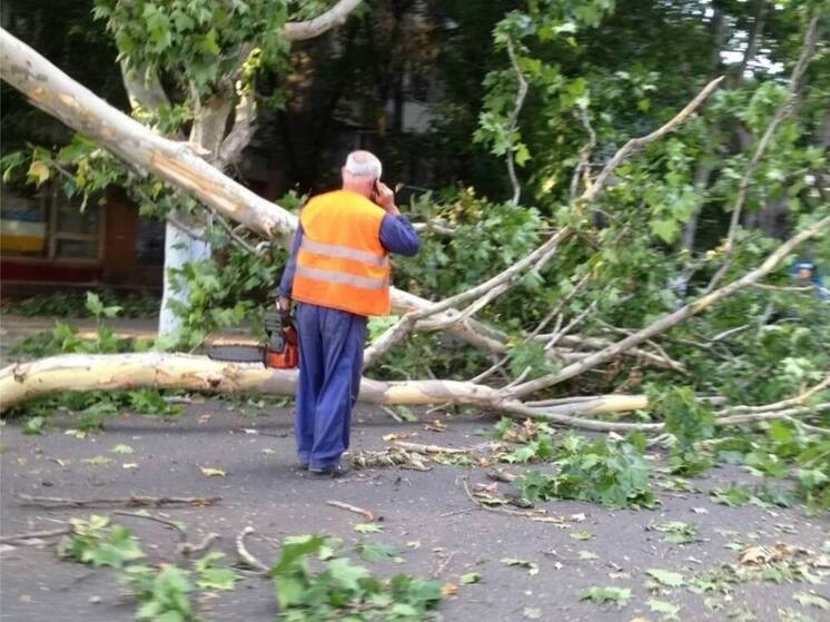 Сухое 6-метровое дерево убило нижегородца