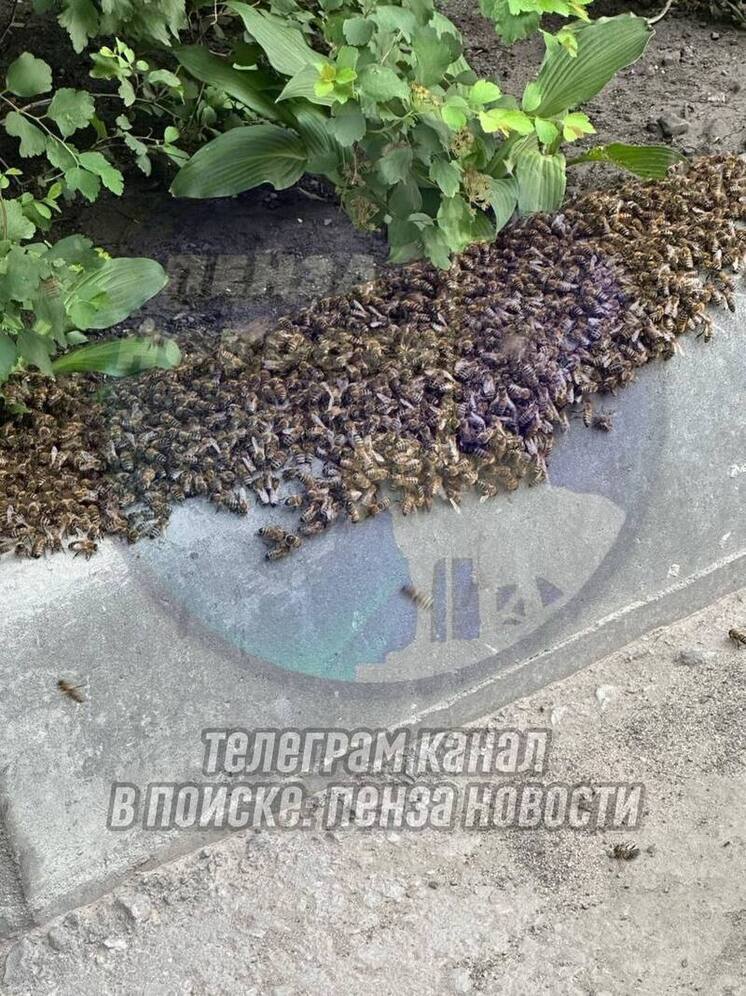 Большой пчелиный рой обнаружили возле дома №79 на проспекте победы в Пензе