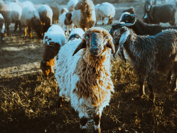 La región de Moscú crea 12 lugares de sacrificio para el Eid al-Adha