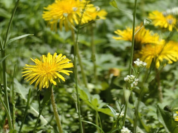 Солнце и теплый воздух снова порадуют жителей Приморья
