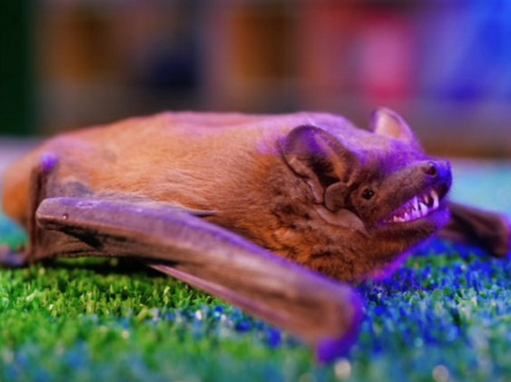 NS: Il fungo che ha ucciso milioni di pipistrelli è arrivato negli Stati Uniti dall'Ucraina