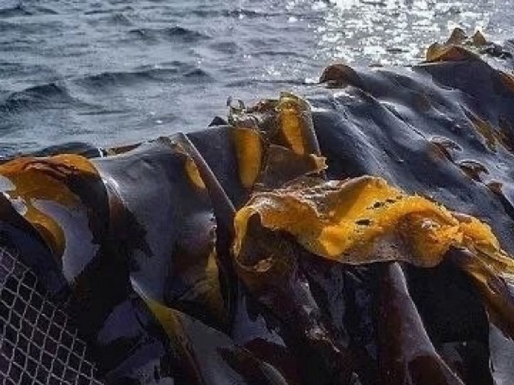 В Карелии набирают популярность косметика из водорослей
