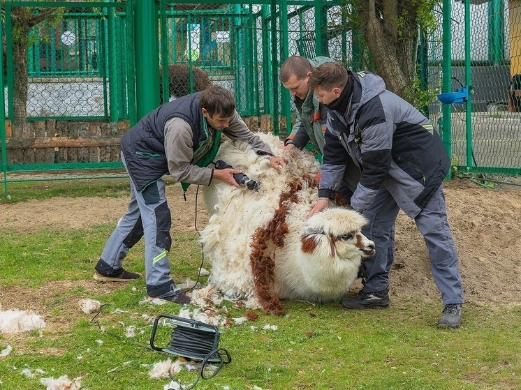 В Красноярском зоопарке стартовал сезон стрижки альпак