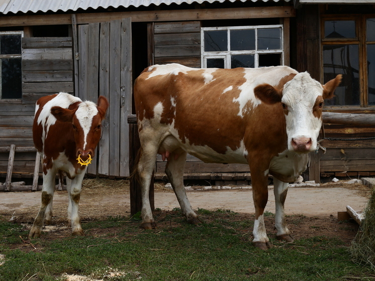 В Волгоградской области проверили 17 тысяч тонн кормов для отправки по РФ
