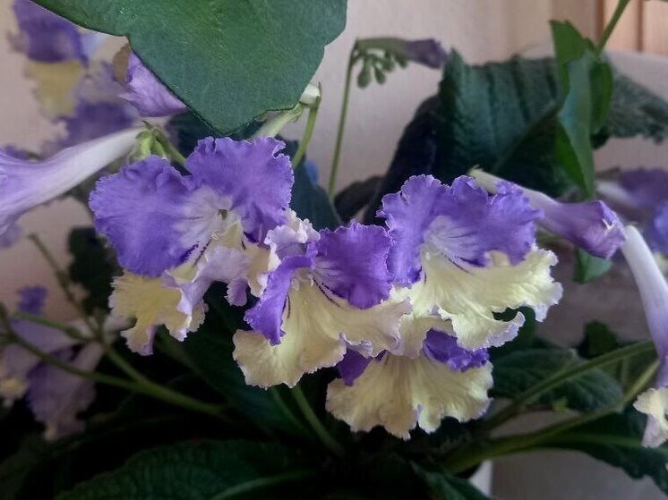 Социальный контракт помог жительнице Ставрополья превратить хобби в источник дохода