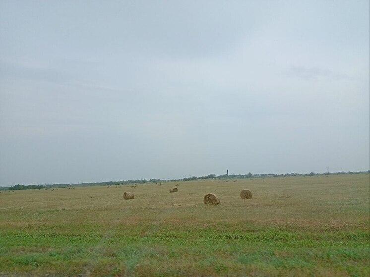 В Саратовской области массовое нашествие сайгаков оставило аграриев без урожая