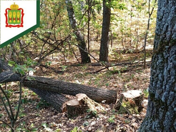 В Пензенской области выявили незаконную вырубку дубов на 108 тысяч