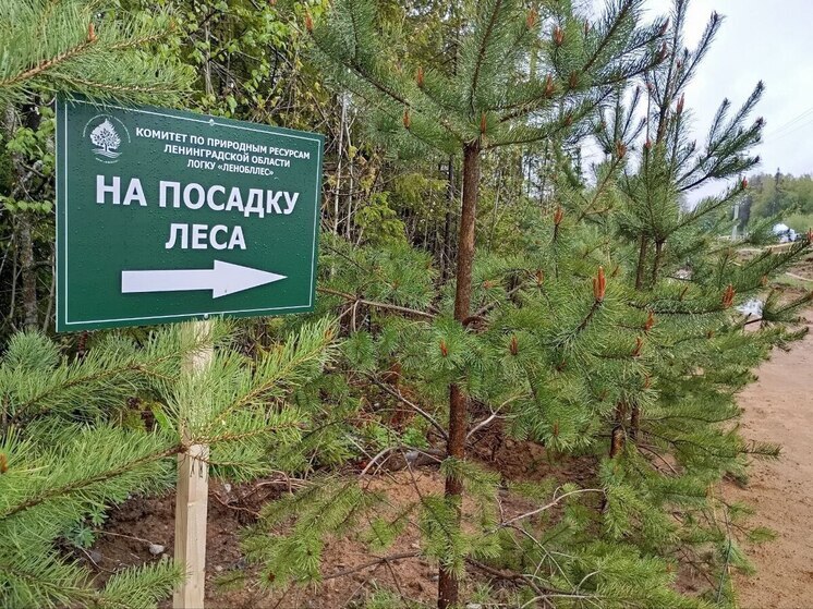 Ленинградцы с начала года посадили более 200 тысяч деревьев