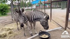 Видео-прощание с Амазонкой и Вьюгой: они покидают зоопарк Челябинска