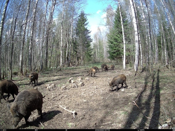 В Тверской области большое семейство кабанов попало в кадр фотоловушки