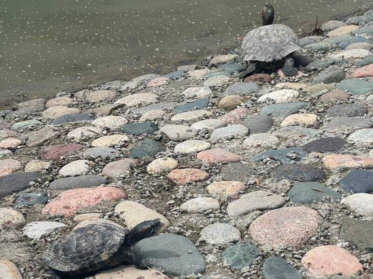 На курортном озере в Железноводске зафиксировали нашествие черепах