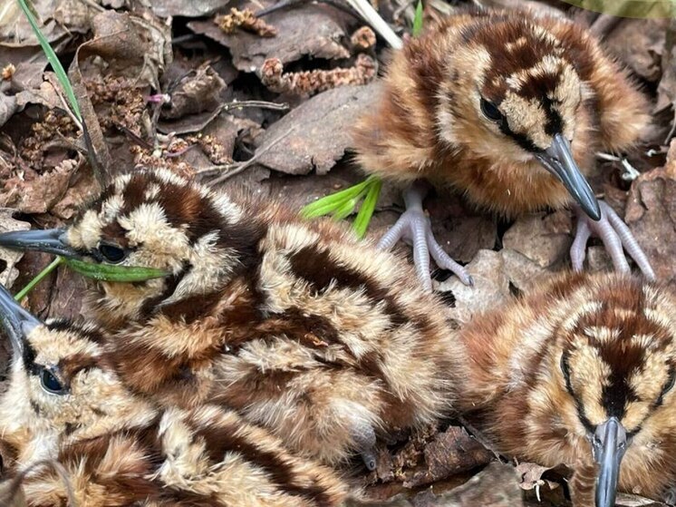 В калужском лесу встретили удивительных птиц