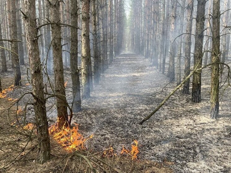 Лесной пожар пришлось тушить в округе Воскресенск