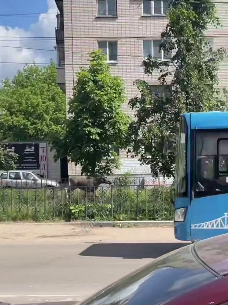 По улицам Твери бегает молодой лось