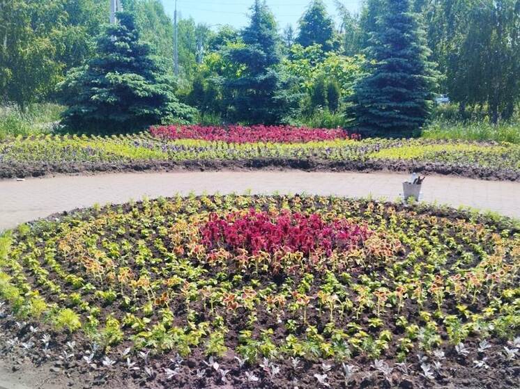 В Омске высажено почти полмиллиона цветов