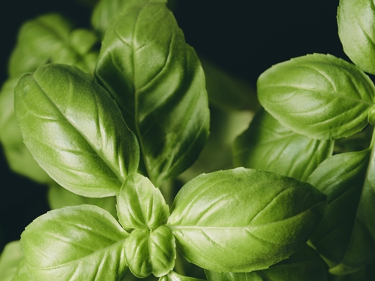 В Сочи уничтожили 90 кг свежего базилика из Армении