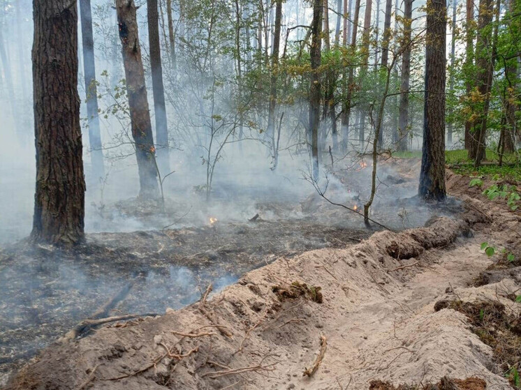 Работники тамбовских лесхозов помогли потушить пожар в Воронежском заповеднике