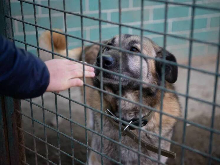 «Брит» и ФК «Динамо» Москва подарили надежду: как 3 тонны корма изменили жизнь бездомных животных в приютах