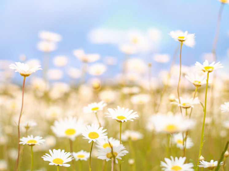 32 градуса тепла прогнозируют в Херсонской области 5 июня