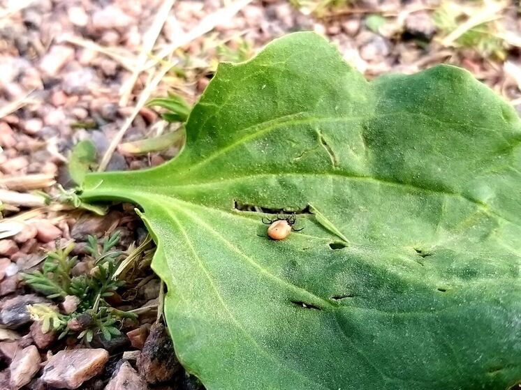 В дачных обществах Хакасии усилили меры против кровососущих