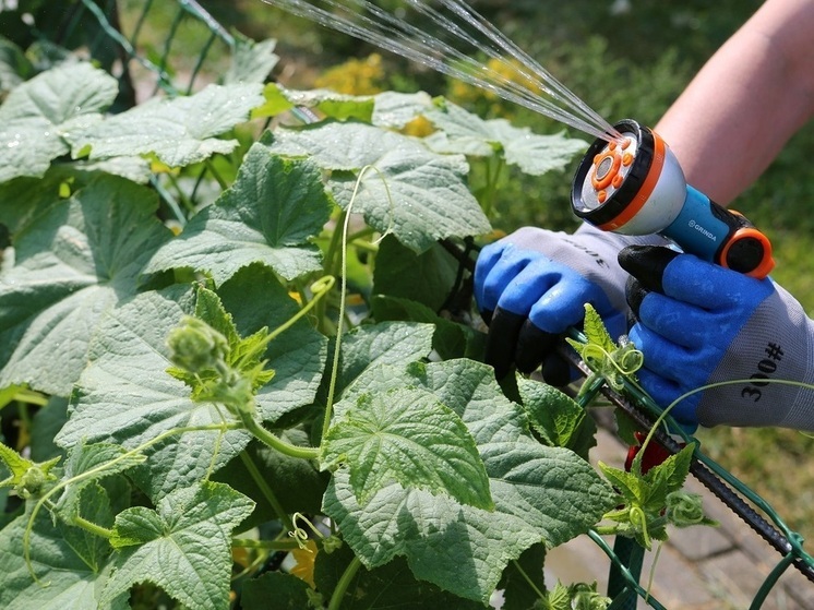 Агроном Викулов озвучил три самых важных вида работ на огороде в июне