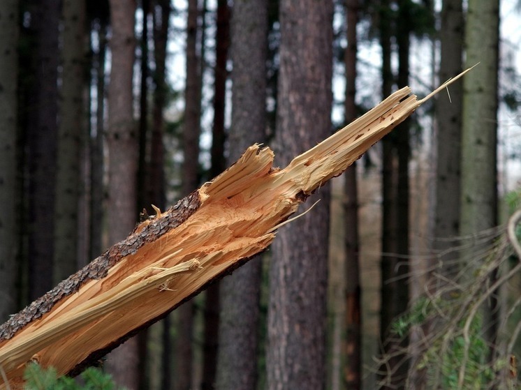 В Уфе ураган повалил 11 деревьев