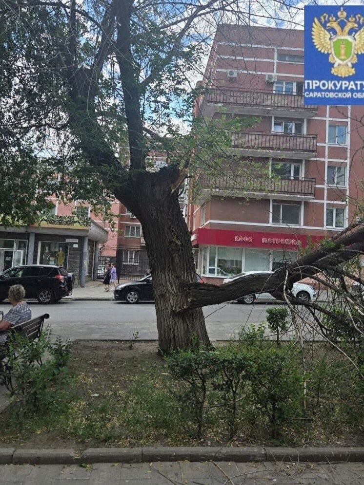 Упавшая ветка травмировала школьницу в центре Саратова