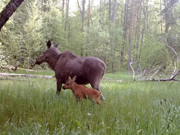 Новоиспеченную мать-лосиху с первенцем запечатлели фотоловушки в Ленобласти