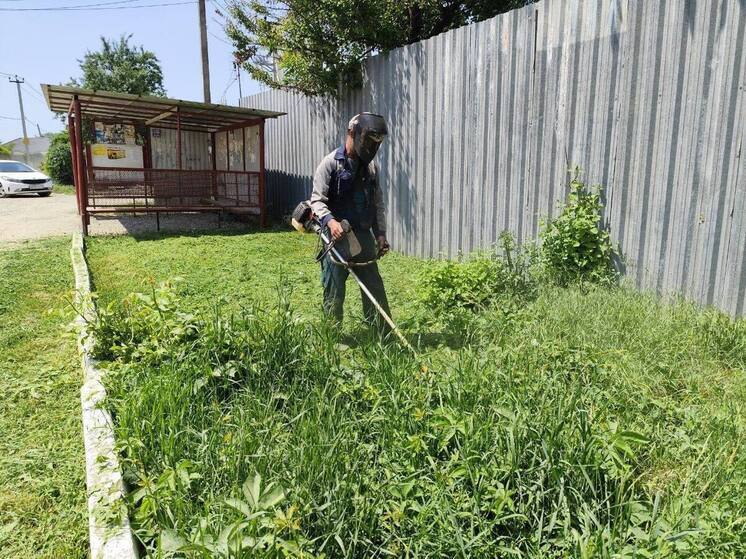 В Краснодаре выкосили более 6 000 гектаров амброзии