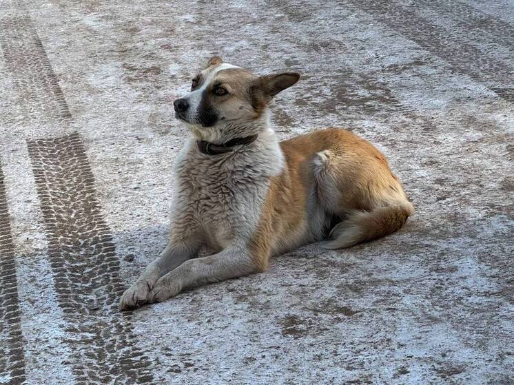 В Хакасии могут разрешить усыпление бездомных собак в особых случаях