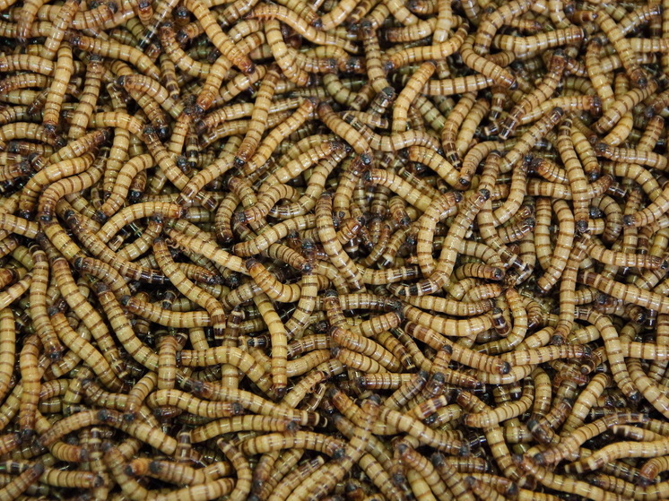 Öğrenci, kayanın altında Kambriyen dönemine ait en nadir solucanı buldu