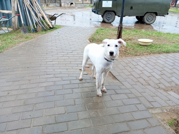 Привязанного к столбу веселого пёселя обнаружили в Нарьян-Маре
