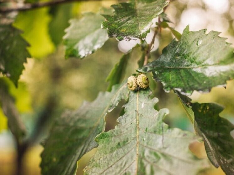 В Хабаровске дневная температура 5 июня будет в пределах +14 +16 градусов