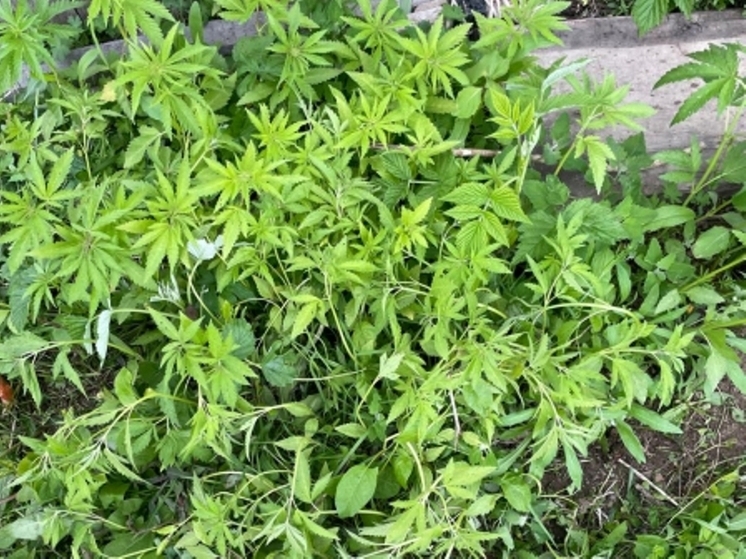 В Хабаровском крае сельчанка незаконно выращивала коноплю