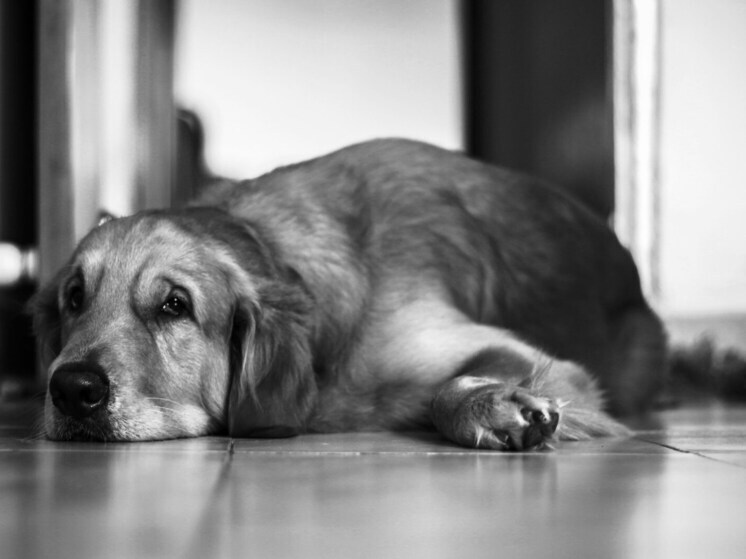 Euthanasia of stray dogs is being introduced in Khabarovsk Krai